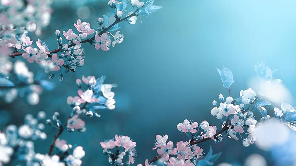 Sakura-bup.dk åbner